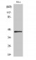 IRF-3 Polyclonal Antibody